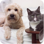 Pet Odor Removal Manhattan Beach