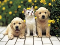 Redondo Beach Pet Odor Removal